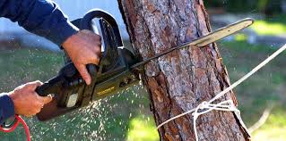 Best Commercial Tree Services  in , NJ